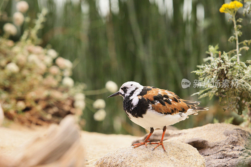 红润Turnstone arena解读小鸟